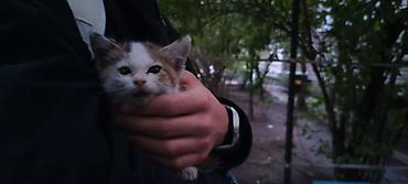 Кошка даром: Беспородная, 3 месяца, Девочка