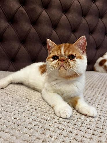 Mačke: Na prodaju egzotični kratkodlaki mačići (Exotic Shorthair) — 7