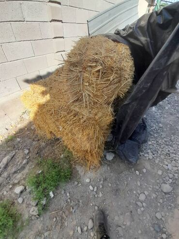 строительный материал: Продаю сено из арпы
5 тюков
Цена за 1 тюк 200с
САМОВЫВОЗ Бишкек