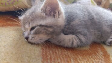 Коты: Продаем полукровка кот родился 13 марта цена 1000 с