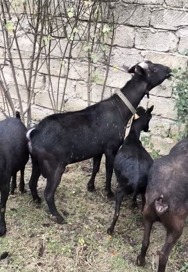 Keçi, çəpiş: Təmiz orginal murciyano keçiləri yetik boğazdılar 6 dənə keçidi — 5