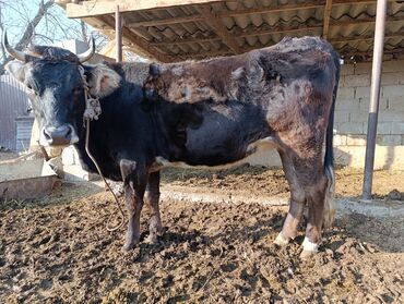 Коровы, быки: Продаю | Корова (самка) | Для разведения | Привязанные — 7