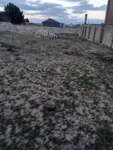 Torpaq sahələrinin satışı: 10 sot, Tikinti, Mülkiyyətçi, Bələdiyyə — 7