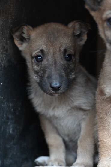 Отдам даром собаку: Собака даром: Дворняжка, 2 месяца, Самка — 10