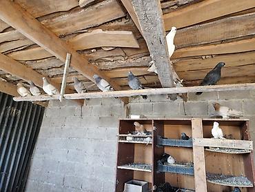 Другие с/х животные: Порода: СРОЧНО МОГУ ПРОДАТЬ ОПТОМ ЦЕНОЙ НЕ ОБИДЕМ декоративные голуби — 11