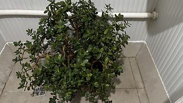 Денежное дерево: Комнатные растения в горшках: 1) Шефлера (Schefflera arboricola) - — 2