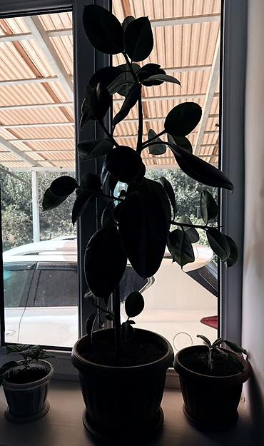 вазы для цветы: Фикус эластика (Ficus elastica) в горшке. - Крупные глянцевые — 3