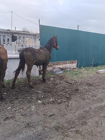 Лошади, кони: Продаю | Жеребенок | Полукровка | Рабочий | Племенные — 7