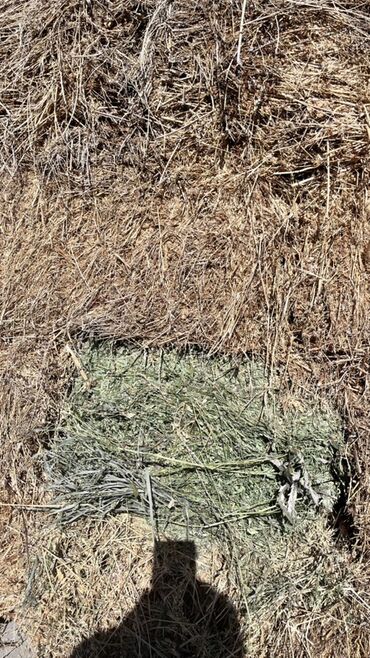 Корма для с/х животных: Сено в тюках - Формат: прямоугольные тюки, плотная перевязка — 1