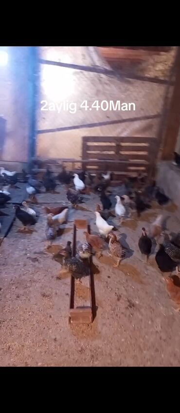 bit daragi qiymeti: 2aylig Cücələrdi Hərşeyi olunub qiyməti 4.40manat