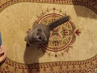 pişik tap az: Шотладская вислоухая, Самка, В добрые руки, Самовывоз