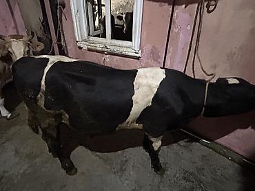 Inəklər, öküzlər: Satışda – qara rəngli, alnı və burnu ağ ləkəli erkək mal-qara (buqa) — 7
