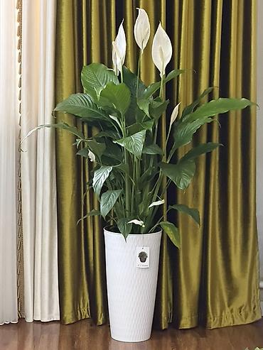 Спатифиллум (Spathiphyllum) в высоком декоративном кашпо - Крупный