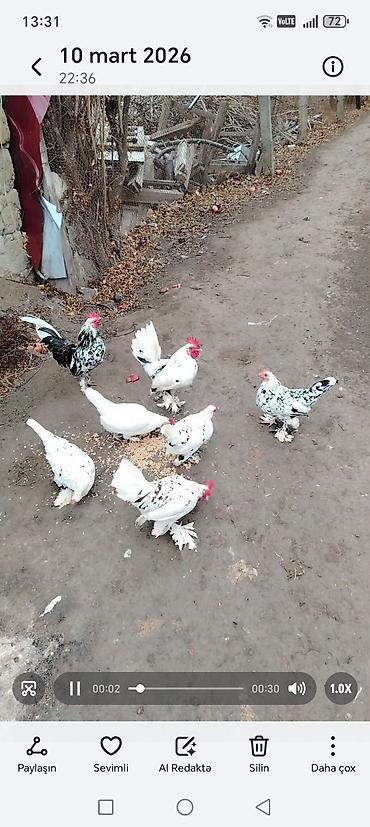 Toyuqlar: Toyuq, Damazlıq — 8