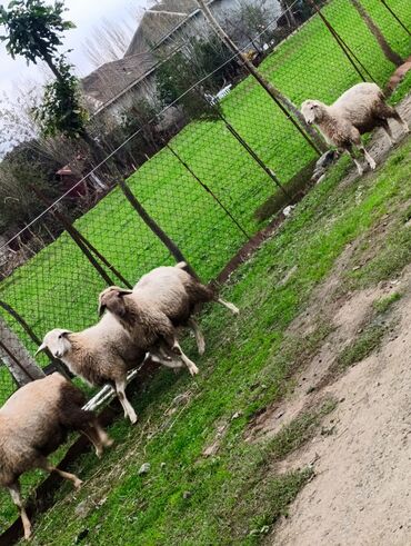 iran coban iti: Bokser, 3 ay, Dişi, Cütləşmə üçün, Ödənişli çatdırılma