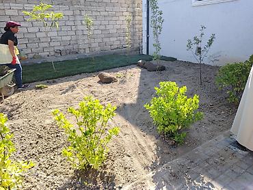 süni qazon qiyməti: Hazır rulon qazon – peşəkar quraşdırma xidməti Təsvir: - Yaşıl, sıx — 2