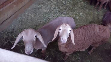 Бараны, овцы: Арашаны ярки от4 х мес до года .кочкорики от4х м до года уши Статуса