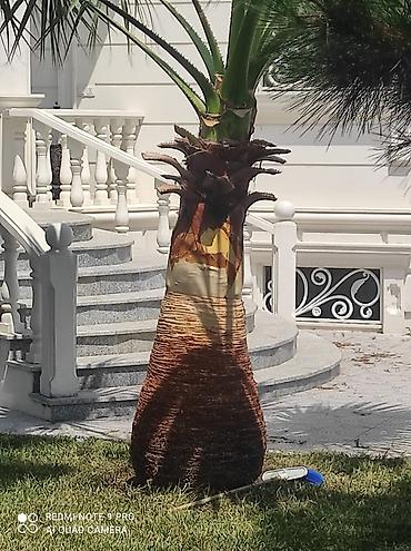 orxideya gulunun qiyməti: 🌴 Palma ağaclarının peşəkar təmizlənməsi və formaya salınması! 🌴 ✔ — 5