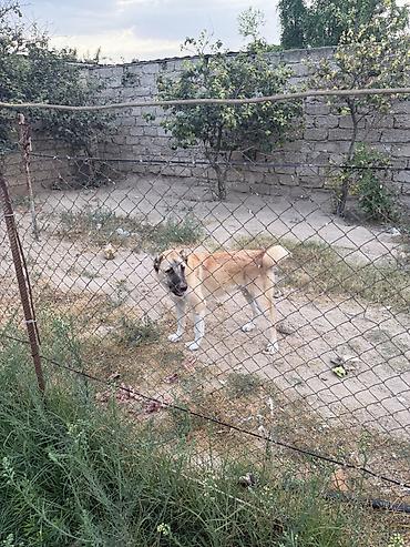 İtlər: Kanqal, Peyvəndli — 2