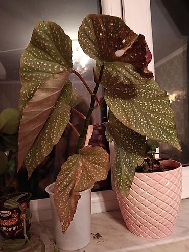 sitili: Bitki: Begoniya maculata (Polka-dot begoniya) Təsvir: - Dekorativ — 1