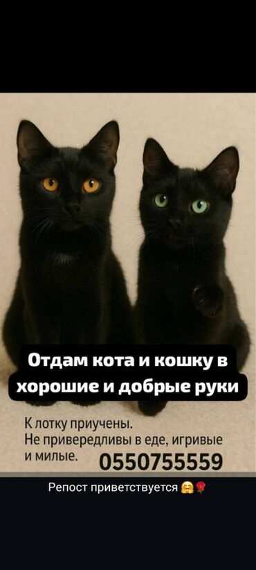 ориентальная кошка черная: 1 год, Мальчик