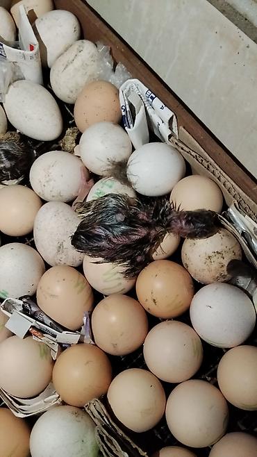 Инкубаторы: Инкубатор «Норма Луппер» - Тип: электрический инкубатор для птицы - — 13