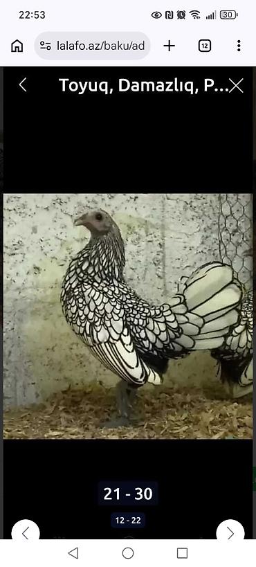 Toyuqlar: Toyuq, Ətlik -da lalafo.az — 7 Toyuqlar: Toyuq, Ətlik — 7