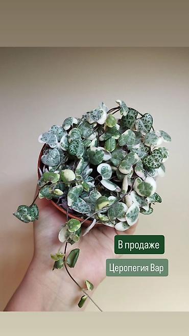эпипремнум: Рада приветствовать всех дорогие любители комнатных растений. в — 4