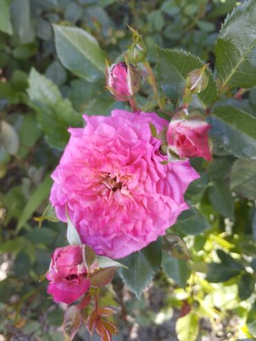 Садовые цветы и кустарники: Садовые розы — срезочные и для посадки Описание: - Разновидности — 19