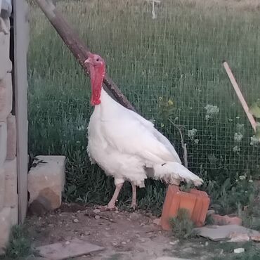 kanada sortu hinduska: Erkək, Kanada, Damazlıq, Ödənişli çatdırılma
