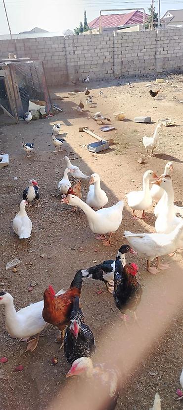 danisan qus: Bu ilin cavan quşları satılır. Hamısı cavandır və sağlamdır. Qazlar — — 3