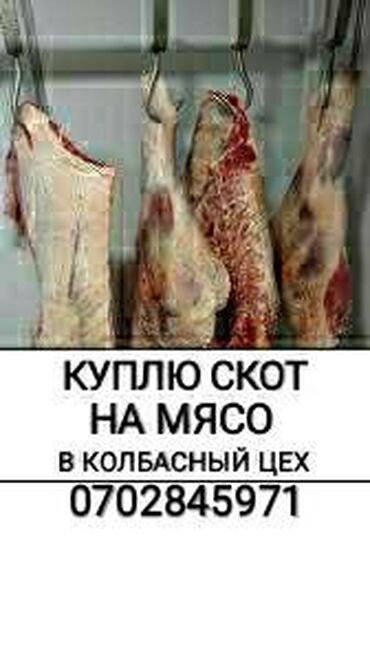 Животные - Беловодское: Дорого!!! Без посредников!!! В колбасный цех куплю скот