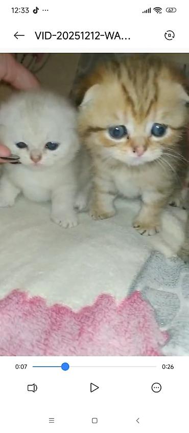 Pişiklər: Şotland — 11