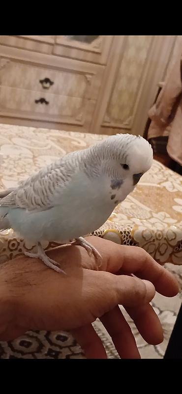 ожереловый попугай купить: Salam olsun hər kəsə bi şirin çex sortudu erkəkdi danışır tam əl — 1