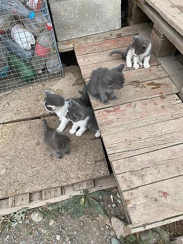 Кошки: Кошка даром: Беспородная, 2 месяца, Девочка — 3