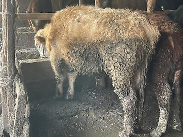 Коровы, быки: Продаю | Бык (самец) | Герефорд — 6