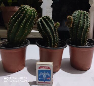 Хлорофитумы: Хлорофитумы. распродажа Хлорофитум - можно по праву назвать — 30