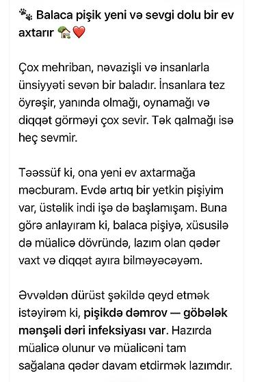 Pişiklər: Fars, Erkək — 13