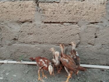 Qazlar: Toyuq cücələri, Ətlik