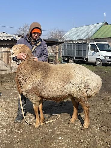 Баран, овца: Продаю | Овца (самка) | Для разведения | Матка — 17
