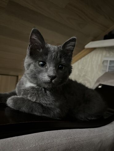 кастрация кота бишкек цена: Мышык бекер берилет: Скотиш Страйт (Шотландиялык тик кулактуу), 3 айлык, Ургаачы, Лотокко барууга үйрөтүлгөн