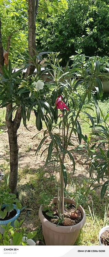 Другие садовые цветы и кустарники: ОЛЕАНДР 
ОЛЕАНДРЫ

Олеандр деревья 

саженцы 3х голичные

детки — 7