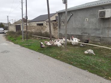 Hinduşka: Erkək, Ətlik, Ödənişli çatdırılma — 4