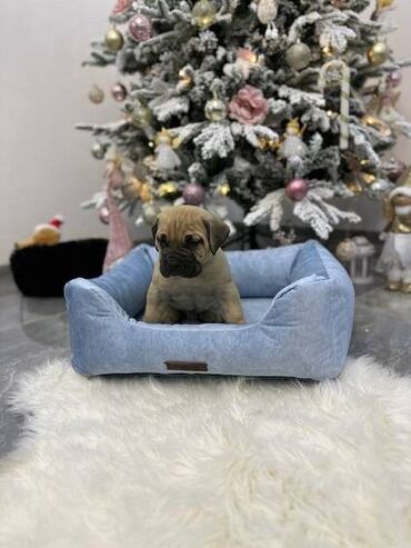 Psi: Presa canario stenci vrhunskog kvaliteta i porekla registrovana — 6