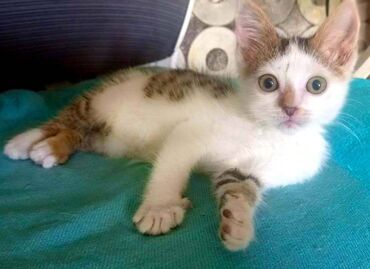 шотланские коты: Отдам котенка в добрые руки. Мальчик, 2 месяца. К лотку приучен