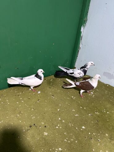 yerli inekler: Ev göyərçinləri – 4 ədəd - Rənglər: ağ-qaralı (2 ədəd müxtəlif