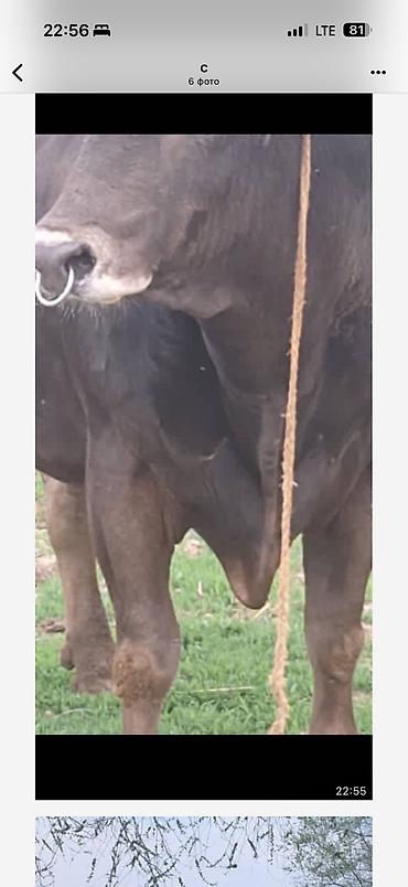 Коровы, быки: Продаю | Бык (самец) | Для разведения — 12