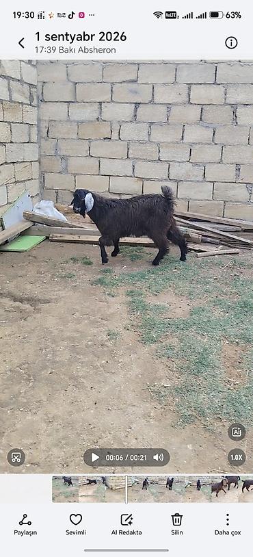 keci sudluk: Ərkəy cepiş — 2