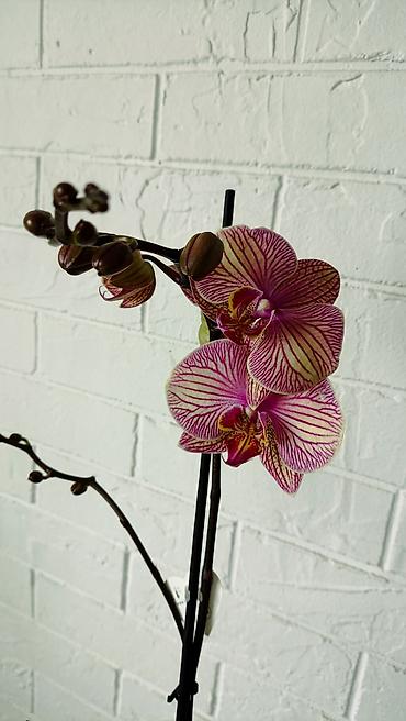 Орхидеи: Большой выбор сортовых орхидей. высота растений 70 см — 13