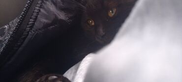 чехол для документов: Забавный чёрный котёнок, возраст — 3 месяца. Мальчик, энергичный и